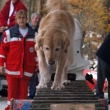2. Platz Irene Lindbuechler_BRK Rettungshundestaffel DGF_Eignungstest [640x480].jpg
